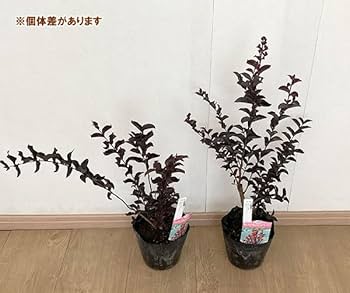 Amazon.co.jp: サルスベリ（百日紅）：ブラックパール ルージュ5